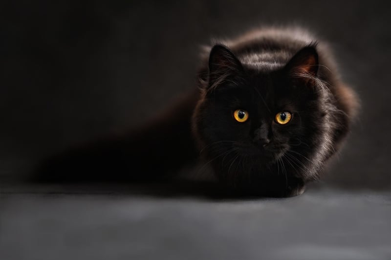 Enigmatic Intrigue